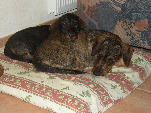 Fine & Aika
