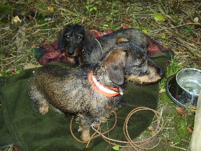 Auf der Drckjagd